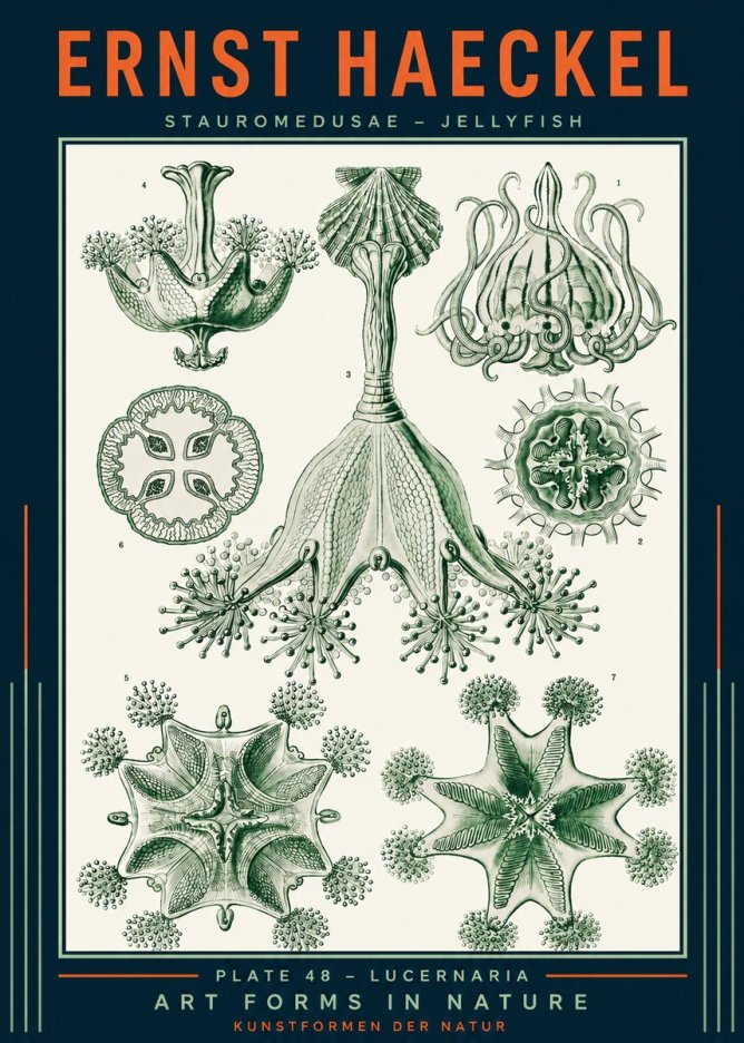 Ernst Haeckel Stauromedusae – Jellyfish No2 - Affiche
