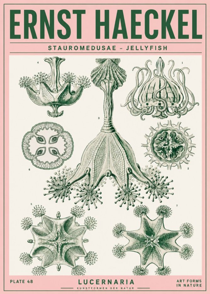 Ernst Haeckel Stauromedusae – Jellyfish No4 - Affiche