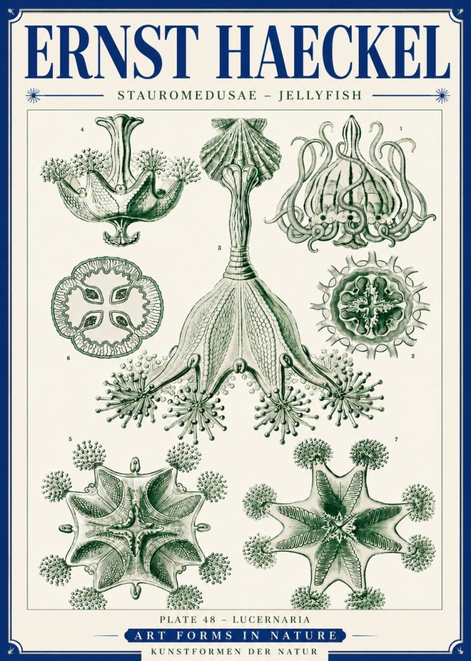 Ernst Haeckel Stauromedusae – Jellyfish No6 - Affiche