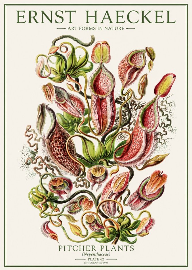 Ernst Haeckel Pitcher Plants No1 - Affiche