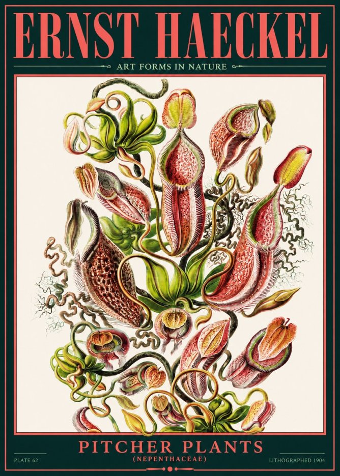Ernst Haeckel Pitcher Plants No2 - Affiche