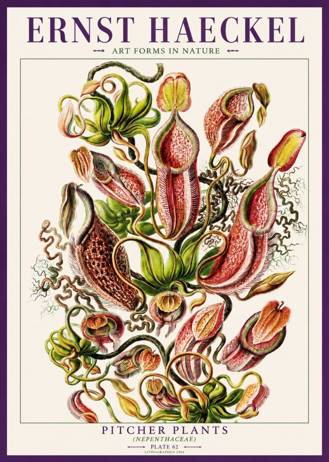 Ernst Haeckel Pitcher Plants No3 - Affiche