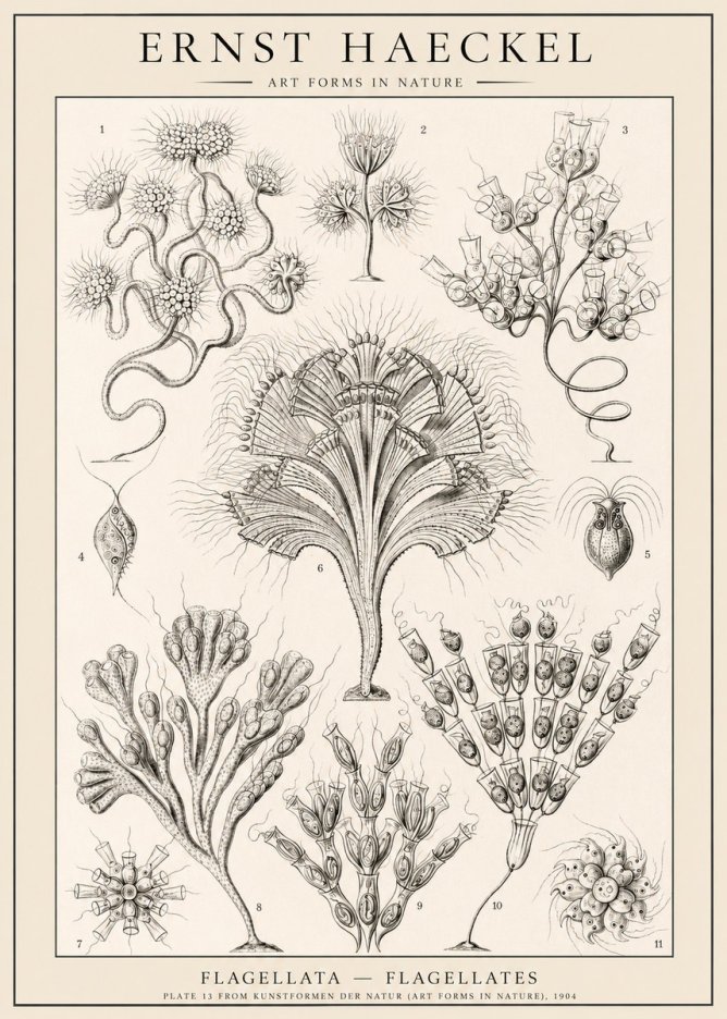 Ernst Haeckel Flagellata - Flagellates No1 - Affiche