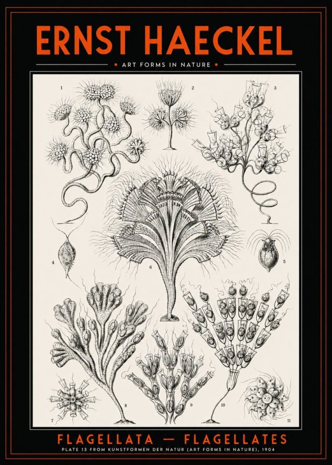 Ernst Haeckel Flagellata - Flagellates No2 - Affiche