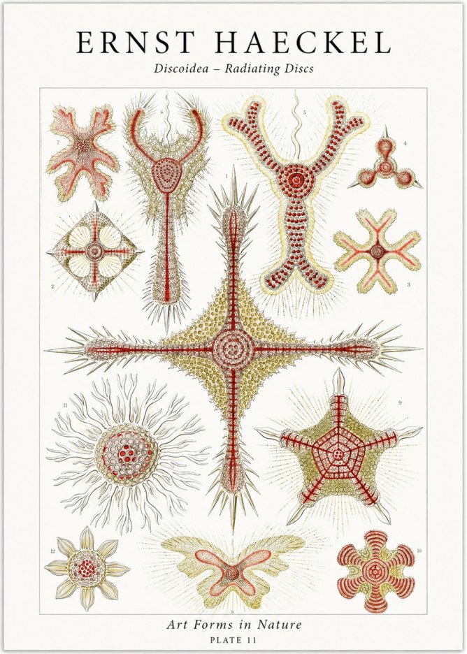 Ernst Haeckel Discoidea – Radiating Discs No1 - Affiche