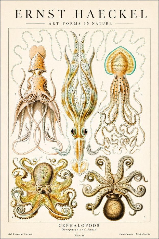 Ernst Haeckel Cephalopods Octopuses and Squid No1 - Affiche