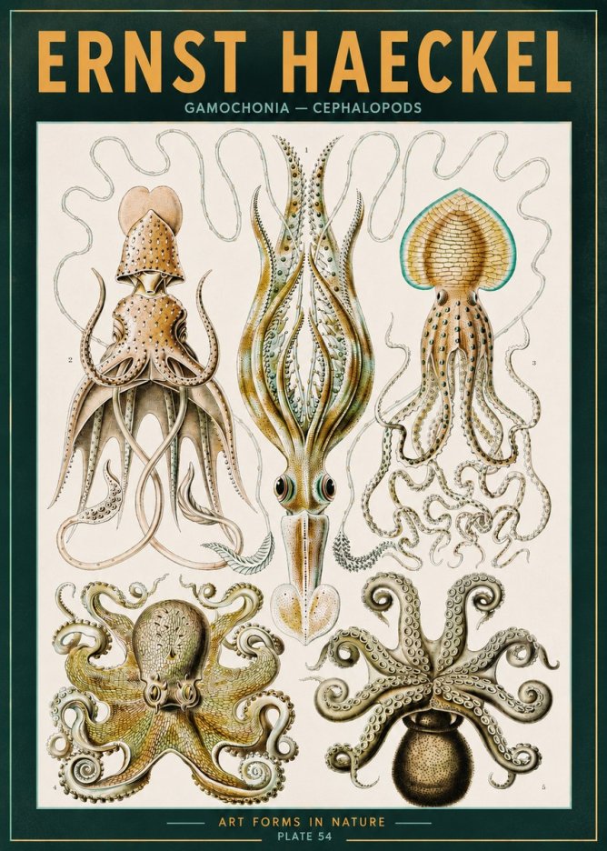 Ernst Haeckel Cephalopods Octopuses and Squid No3 - Affiche