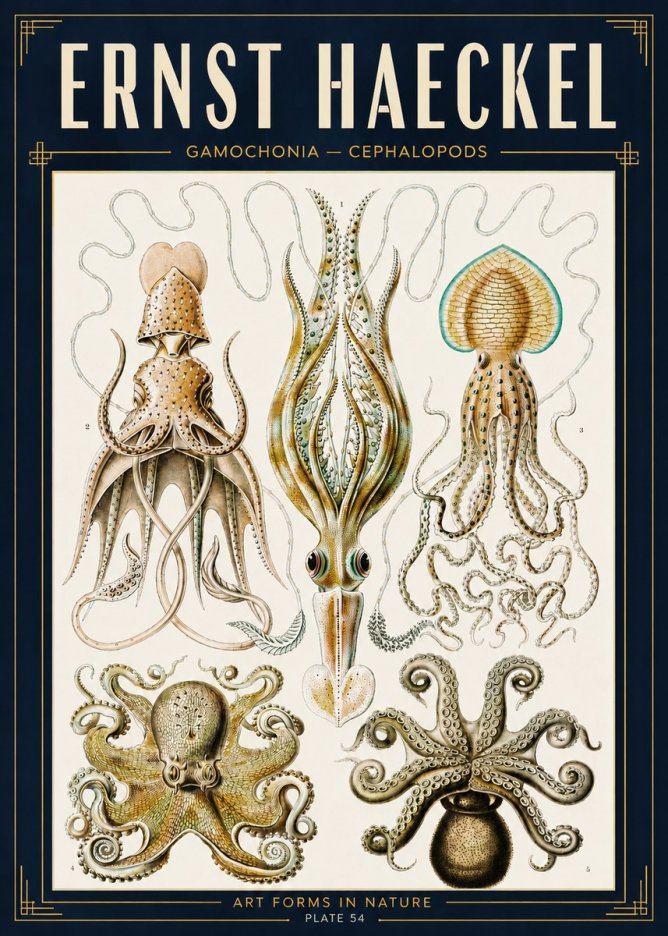 Ernst Haeckel Cephalopods Octopuses and Squid No5 - Affiche