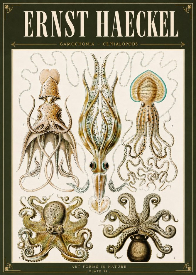 Ernst Haeckel Cephalopods Octopuses and Squid No6 - Affiche
