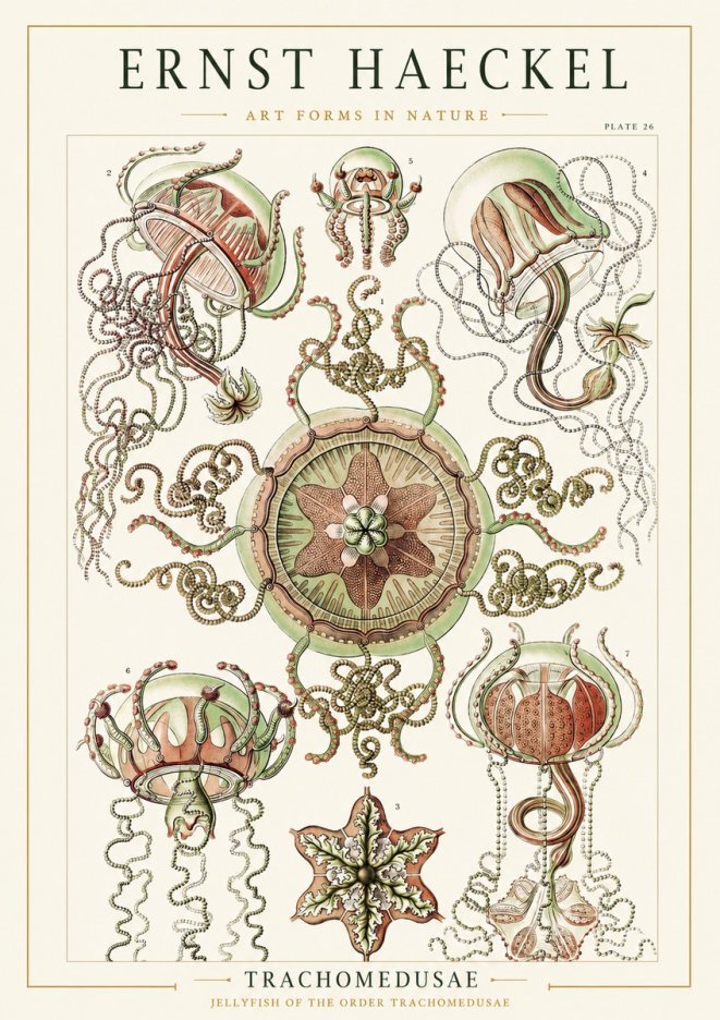 Ernst Haeckel Trachomedusae No1 - Affiche