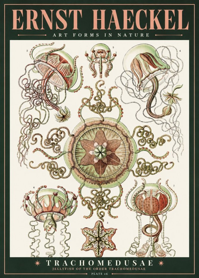 Ernst Haeckel Trachomedusae No2 - Affiche