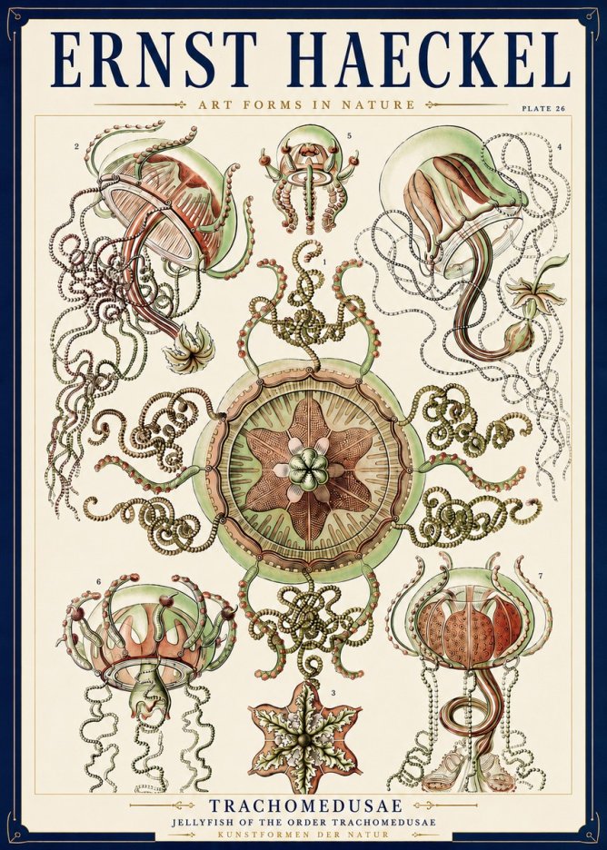 Ernst Haeckel Trachomedusae No3 - Affiche