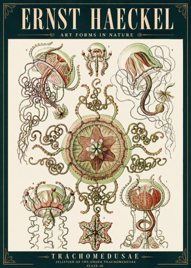 Ernst Haeckel Trachomedusae No4 - Affiche