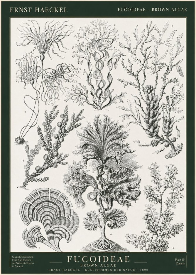 Ernst Haeckel Fucoideae - Brown Algae No1 - Affiche