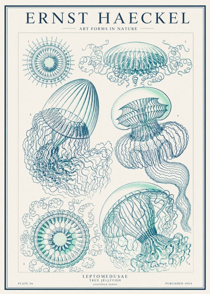 Ernst Haeckel Leptomedusae True Jellyfish No1 - Affiche