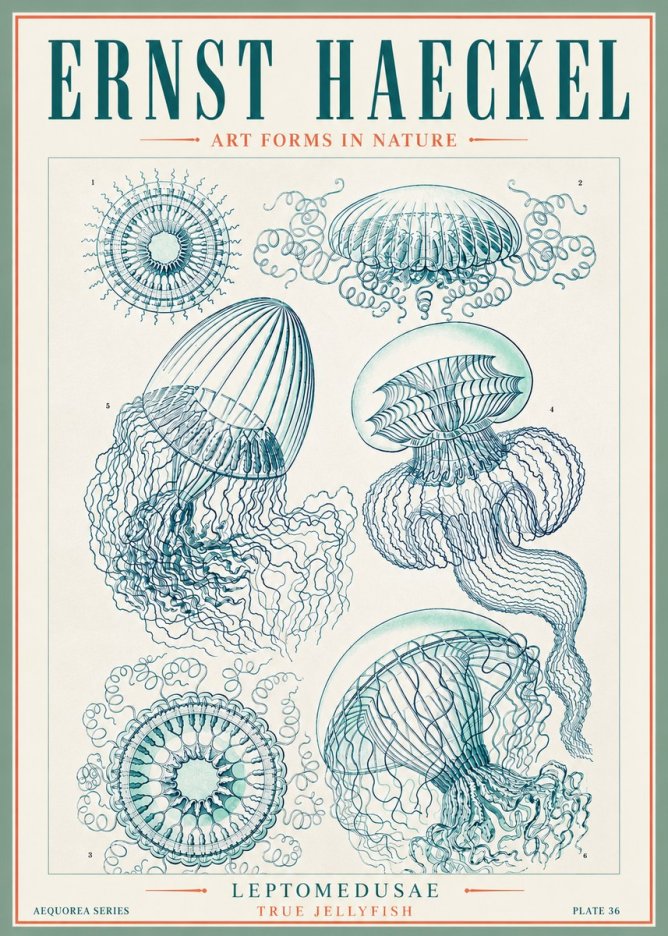 Ernst Haeckel Leptomedusae True Jellyfish No3 - Affiche