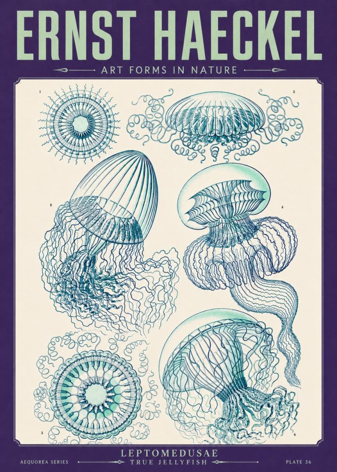 Ernst Haeckel Leptomedusae True Jellyfish No4 - Affiche