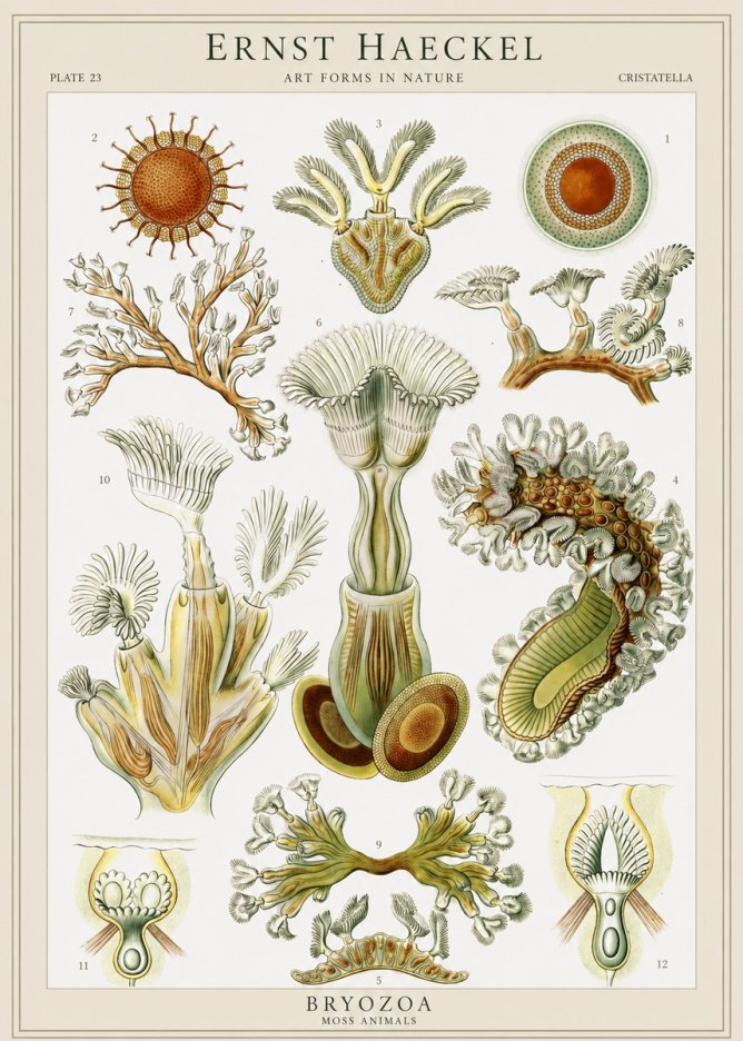 Ernst Haeckel Cristatella No1 - Affiche