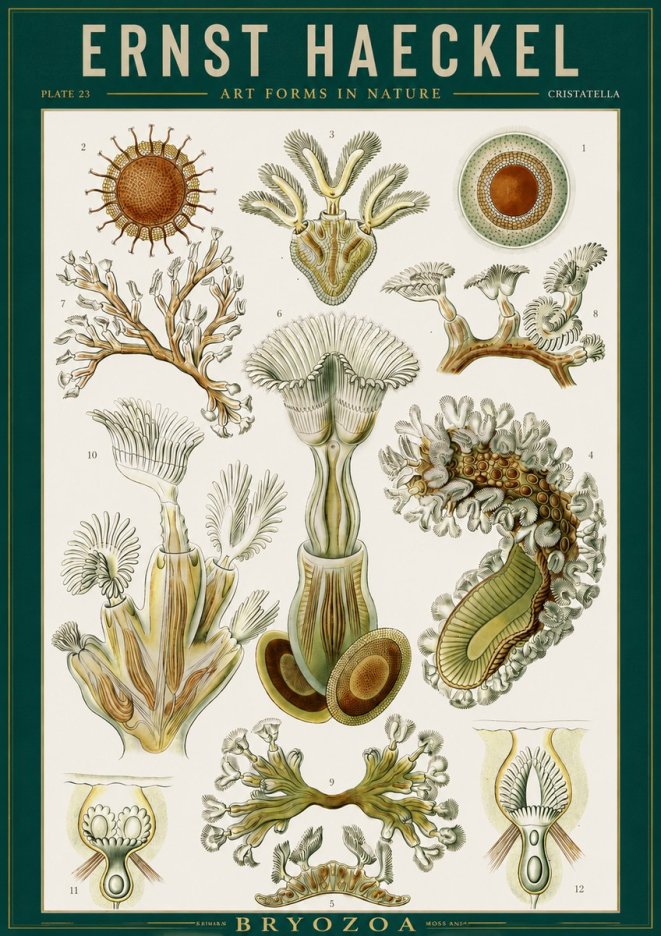 Ernst Haeckel Cristatella No2 - Affiche