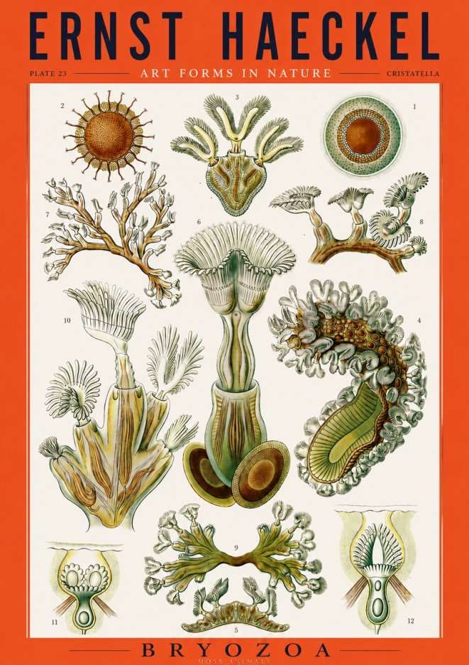 Ernst Haeckel Cristatella No3 - Affiche