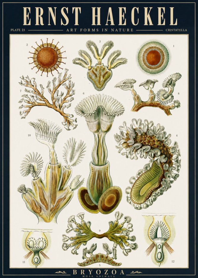 Ernst Haeckel Cristatella No5 - Affiche