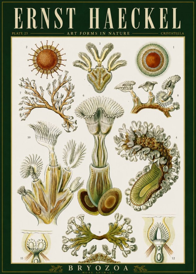 Ernst Haeckel Cristatella No6 - Affiche
