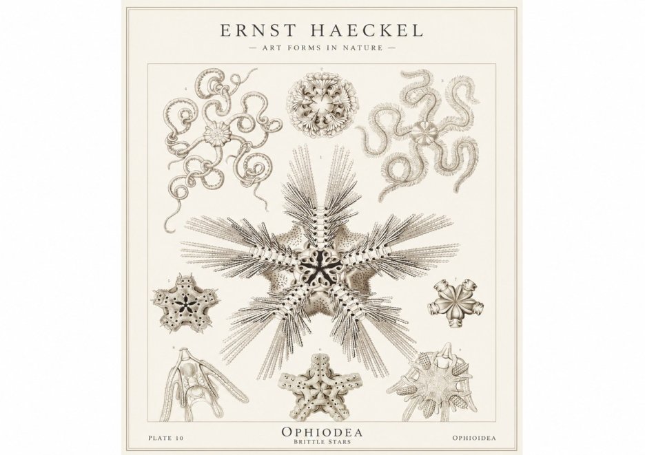Ernst Haeckel Ophiodea - Brittle Stars I No1 - Affiche
