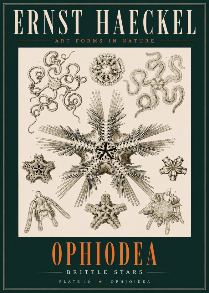 Ernst Haeckel Ophiodea - Brittle Stars I No2 - Affiche