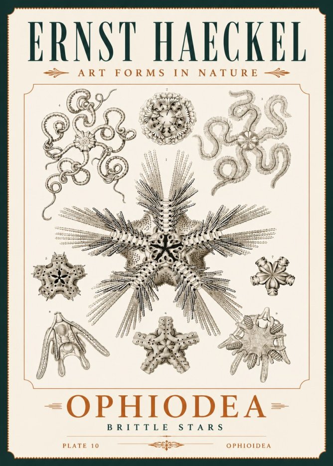 Ernst Haeckel Ophiodea - Brittle Stars I No4 - Affiche