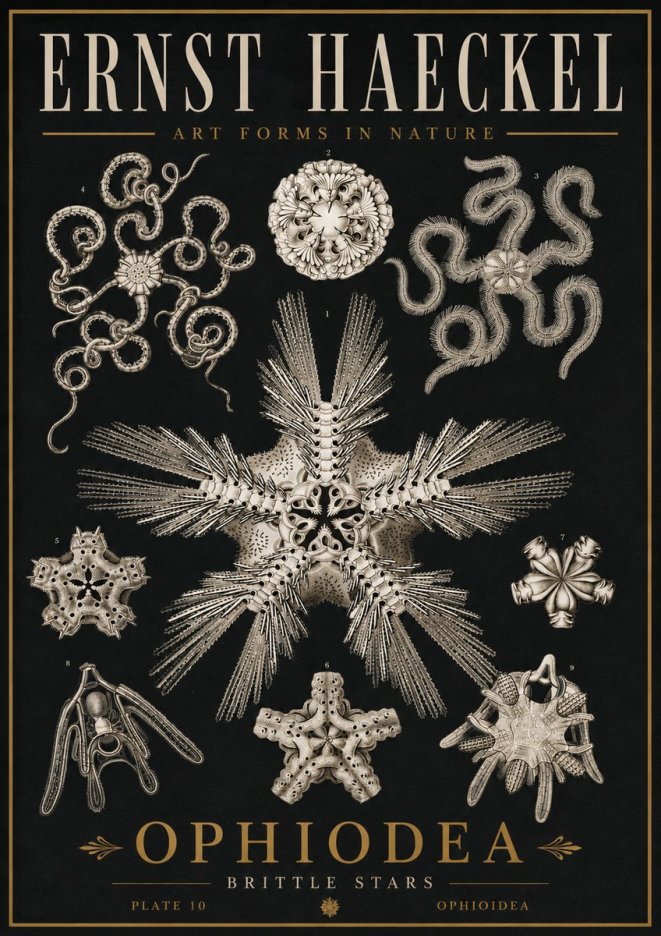 Ernst Haeckel Ophiodea - Brittle Stars I No5 - Affiche