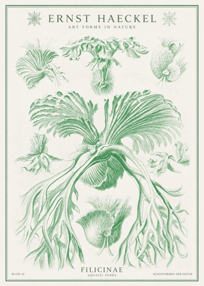 Ernst Haeckel Filicinae No1 - Affiche