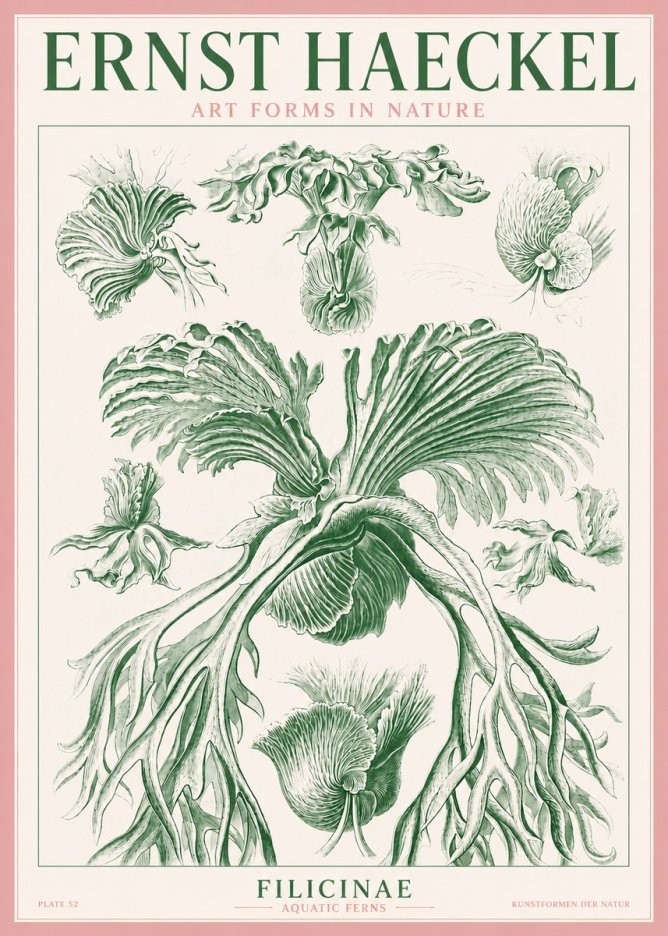 Ernst Haeckel Filicinae No3 - Affiche