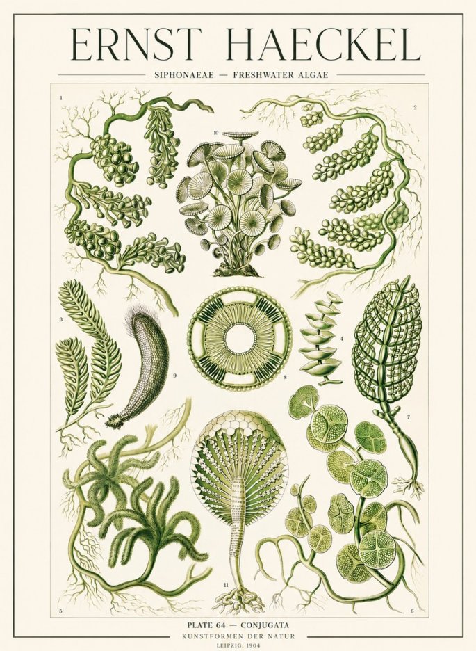 Ernst Haeckel Siphonaceae - Freshwater Algae No1 - Affiche