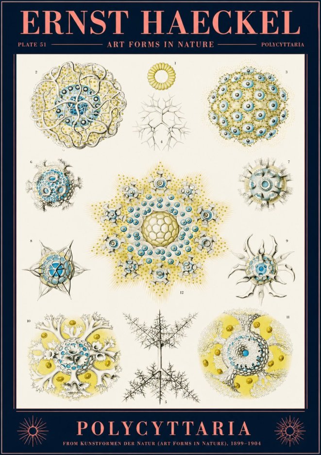 Ernst Haeckel Polycyttaria – Order of Radiolaria No2 - Affiche