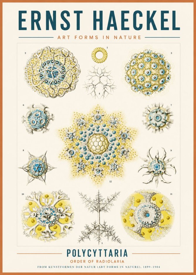 Ernst Haeckel Polycyttaria – Order of Radiolaria No3 - Affiche
