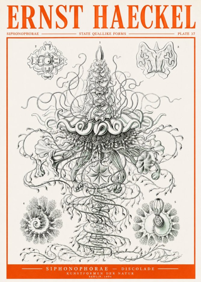 Ernst Haeckel Siphonophorae – State Quallike Forms No2 - Affiche