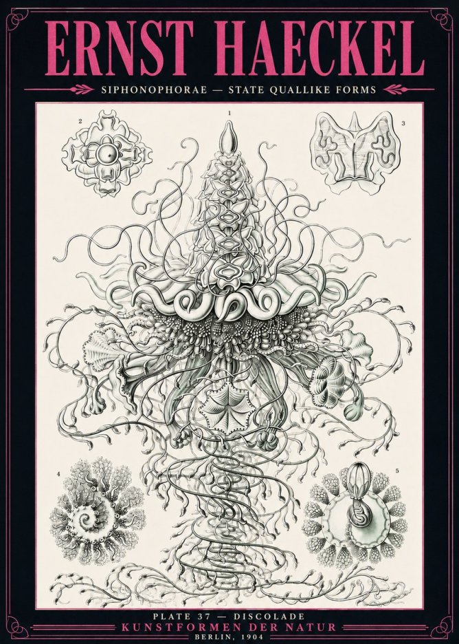 Ernst Haeckel Siphonophorae – State Quallike Forms No3 - Affiche