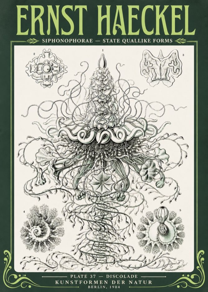 Ernst Haeckel Siphonophorae – State Quallike Forms No4 - Affiche