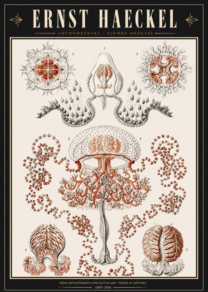 Ernst Haeckel Anthomedusae. Flower Medusae. No3 - Affiche
