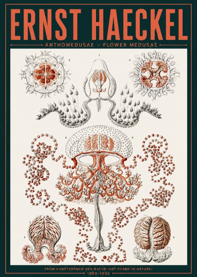 Ernst Haeckel Anthomedusae. Flower Medusae. No6 - Affiche