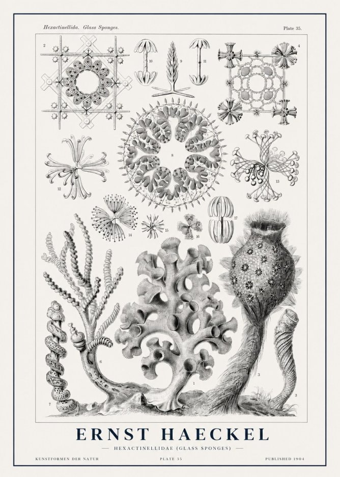 Ernst Haeckel Hexactinellida. Glass Sponges. No1 - Affiche