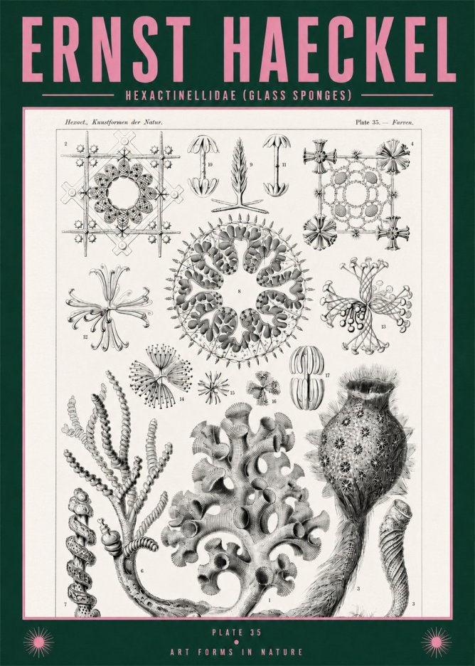 Ernst Haeckel Hexactinellida. Glass Sponges. No2 - Affiche