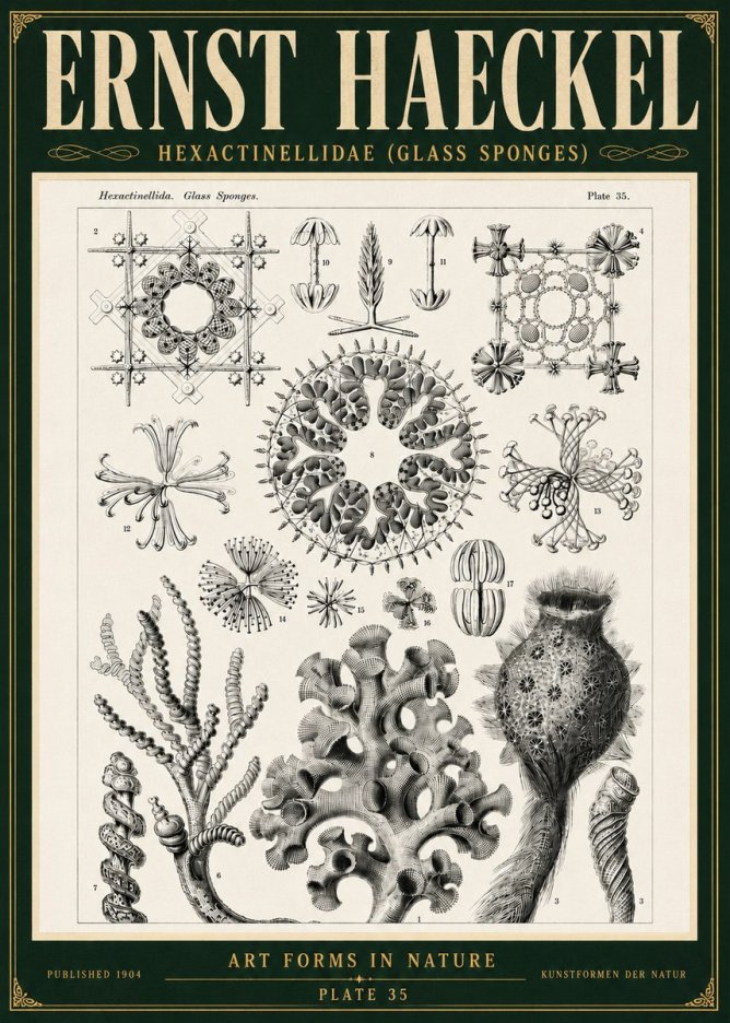 Ernst Haeckel Hexactinellida. Glass Sponges. No5 - Affiche