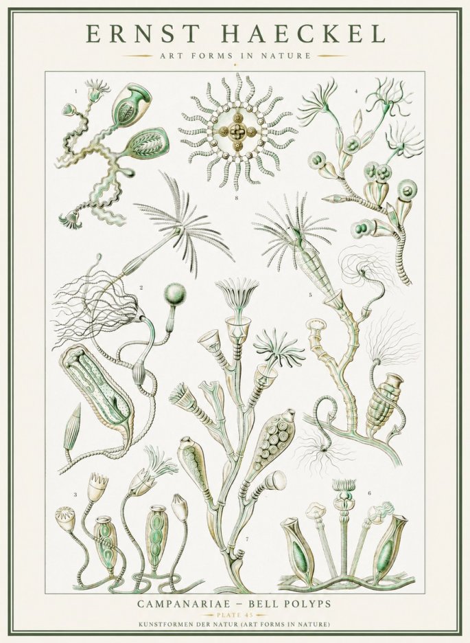 Ernst Haeckel Campanariae – Bell Polyps No1 - Affiche