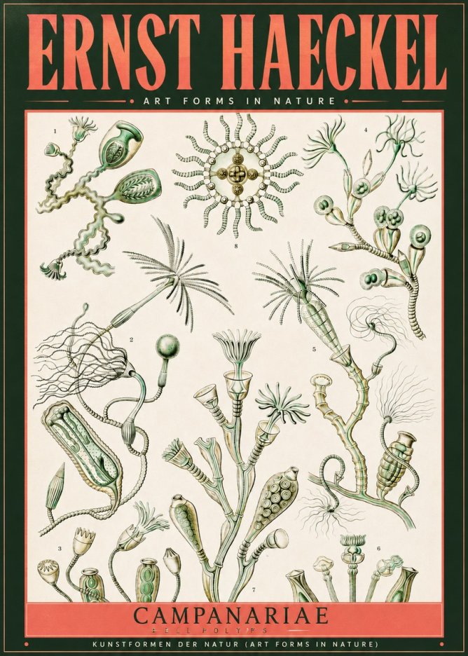 Ernst Haeckel Campanariae – Bell Polyps No2 - Affiche