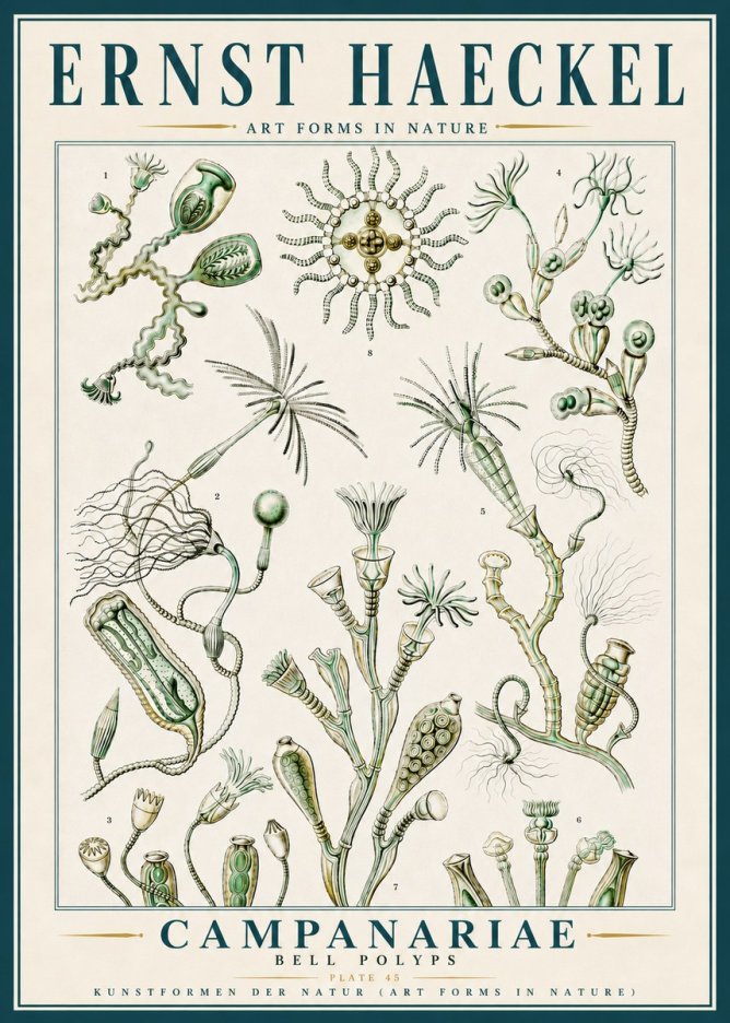 Ernst Haeckel Campanariae – Bell Polyps No5 - Affiche