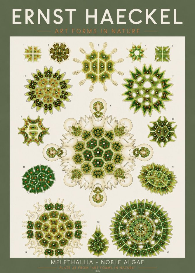 Ernst Haeckel Melethallia - Noble Algae No2 - Affiche