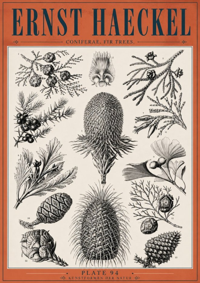 Ernst Haeckel Coniferae. Fir Trees. No6 - Affiche