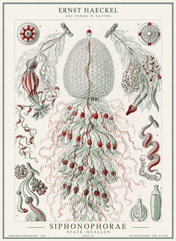 Ernst Haeckel Siphonophorae - State Colonies No2 - Affiche