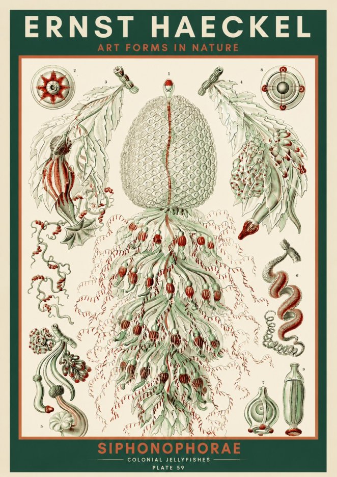 Ernst Haeckel Siphonophorae - State Colonies No4 - Affiche